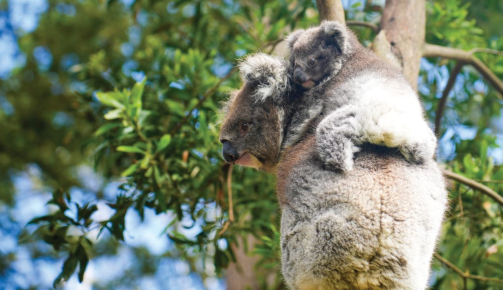 It's a boy! New koala on Phillip Island post image