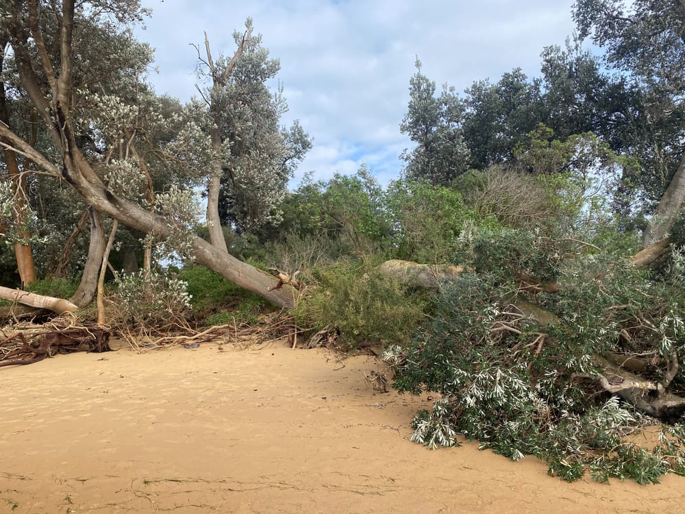 Silverleaves, an unenviable Victorian first? post image