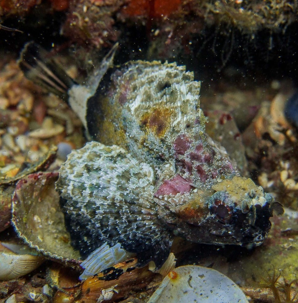 A Marine Mili series: Goblin fish, a local resident in Victoria! post image