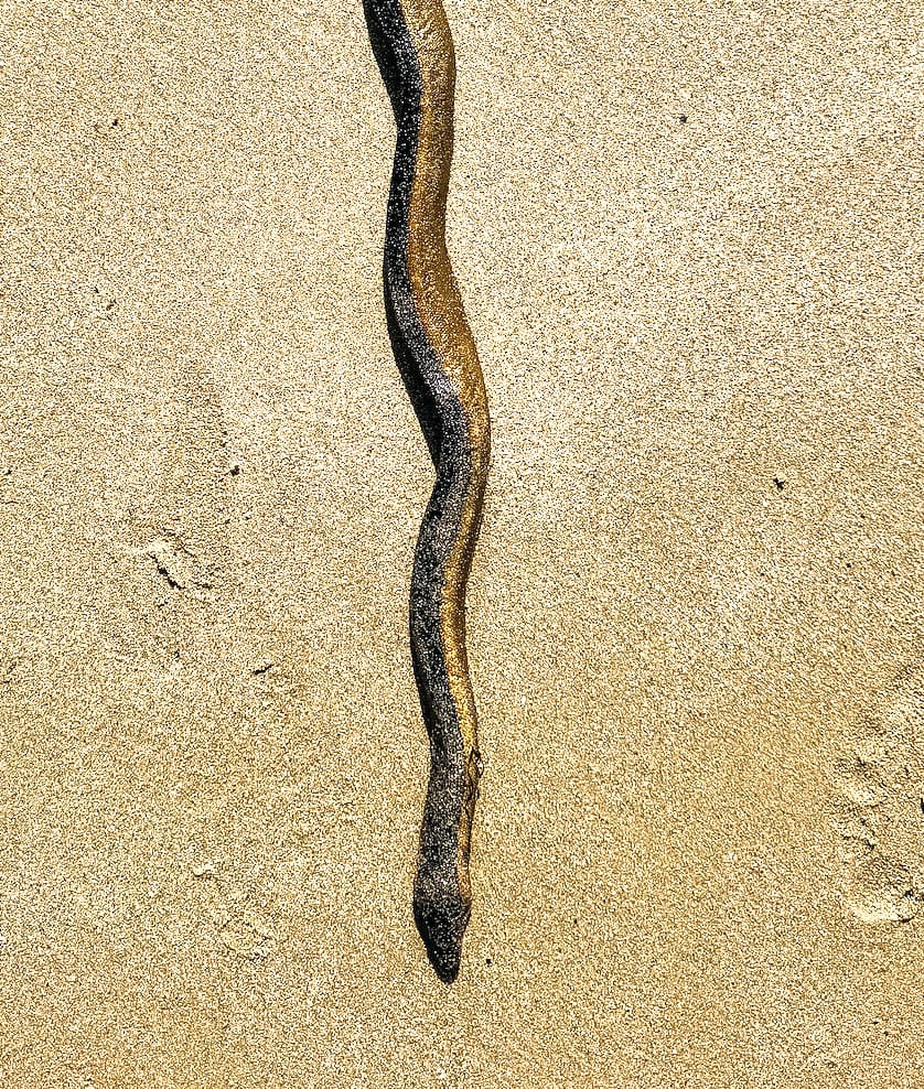 Snake sent to museum post image