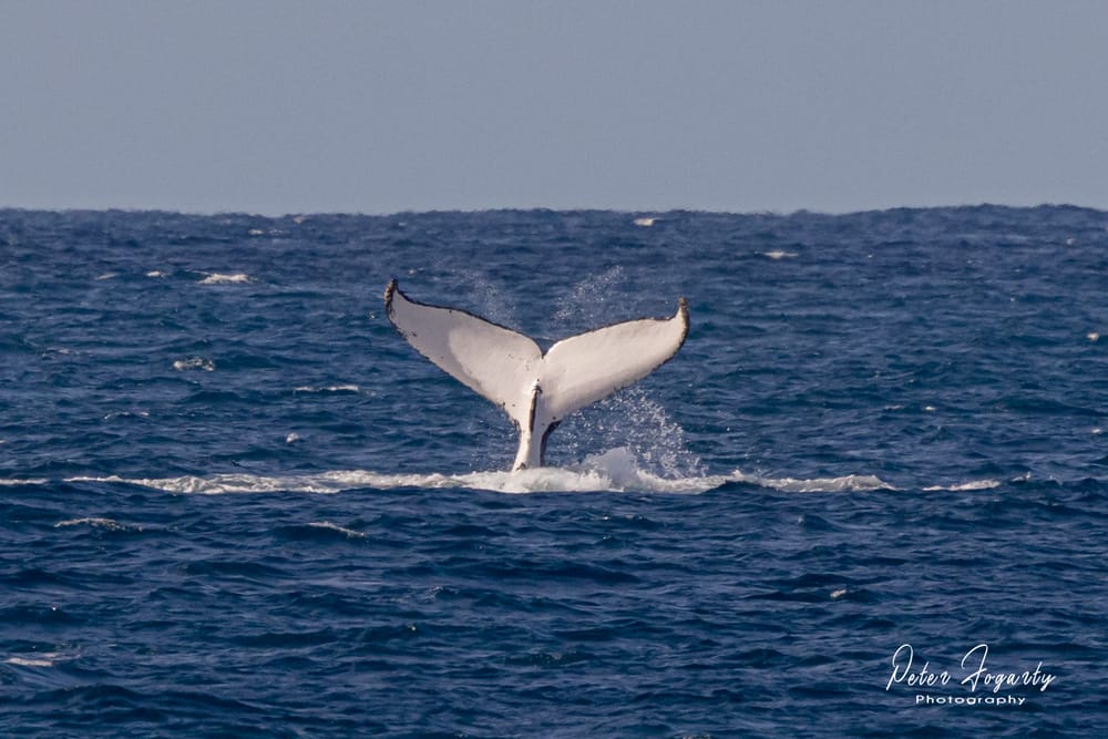 Photographing whale tails is no fluke post image