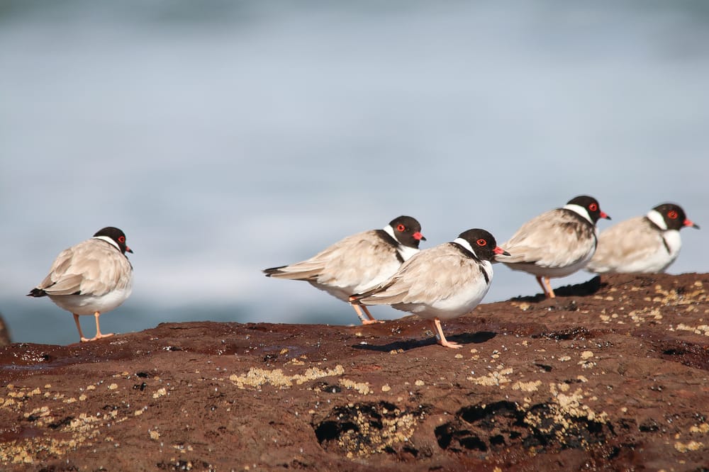 It takes a village to raise a hooded plover chick post image
