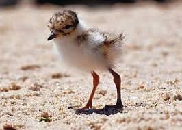 Please obey dog beach rules post image