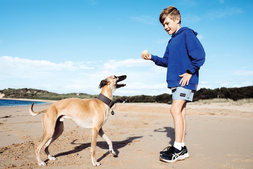 Barking up the wrong tree on dog park post image