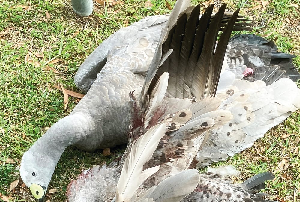 Deadly threats for wildlife post image