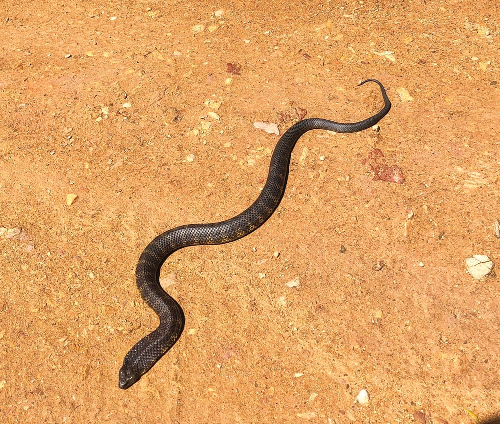 Snakes out and about as the weather warms up post image