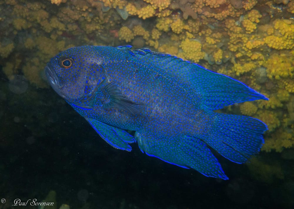 The vibrant life of the Southern Blue Devil Fish post image