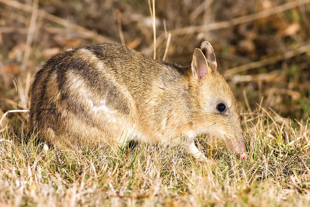 Bandicoots thriving: report post image