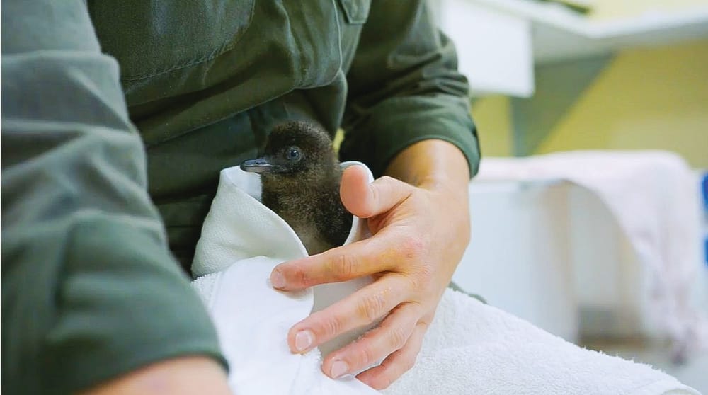 Rangers help save hungry penguin chicks post image