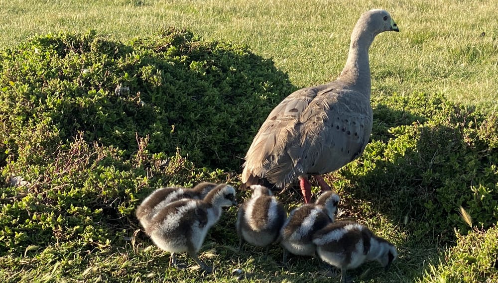 Lethal control a “last option” post image