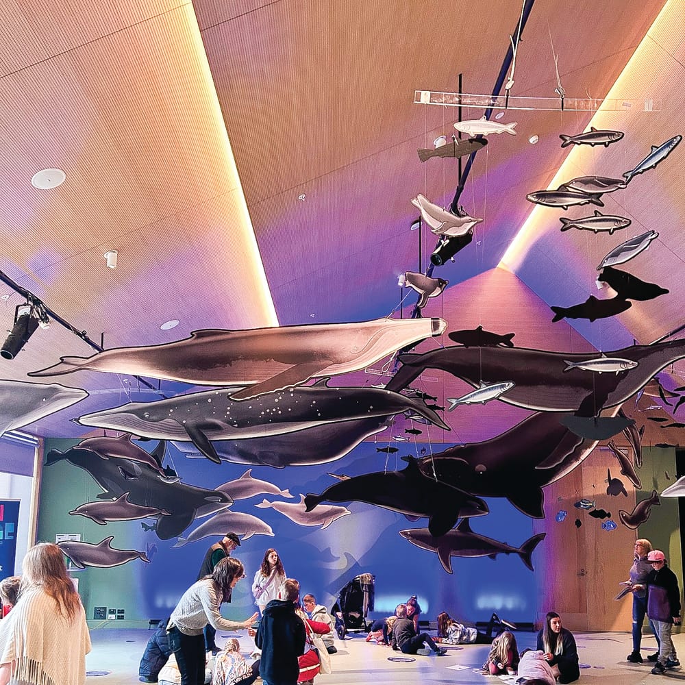 Win for the whales post image