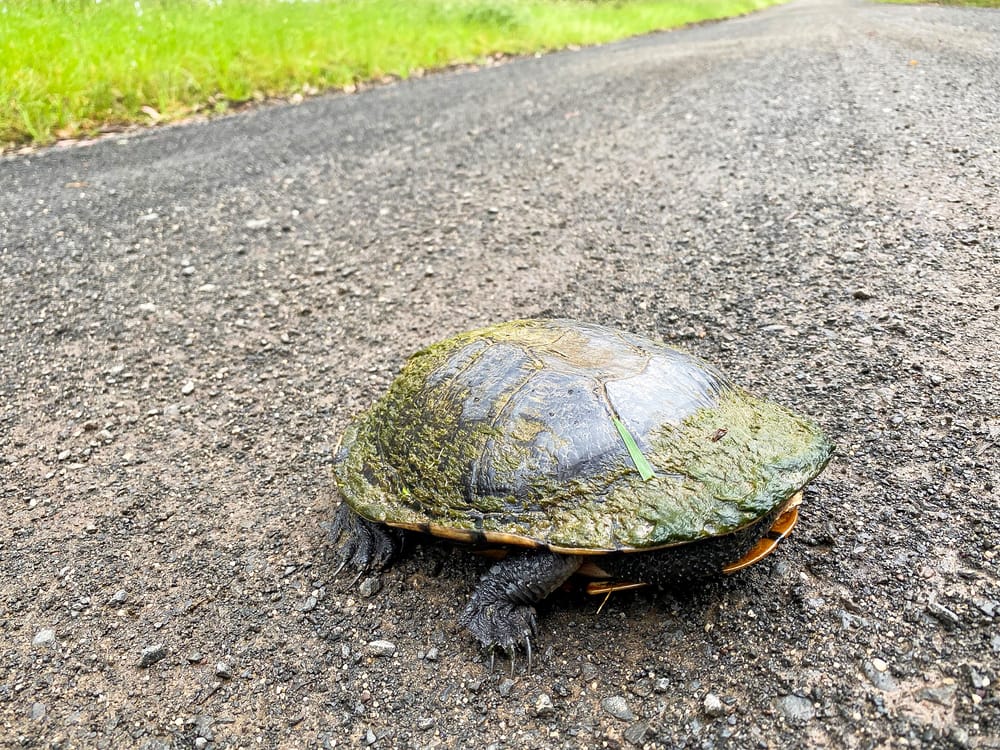 Roadkill risks on the rise post image