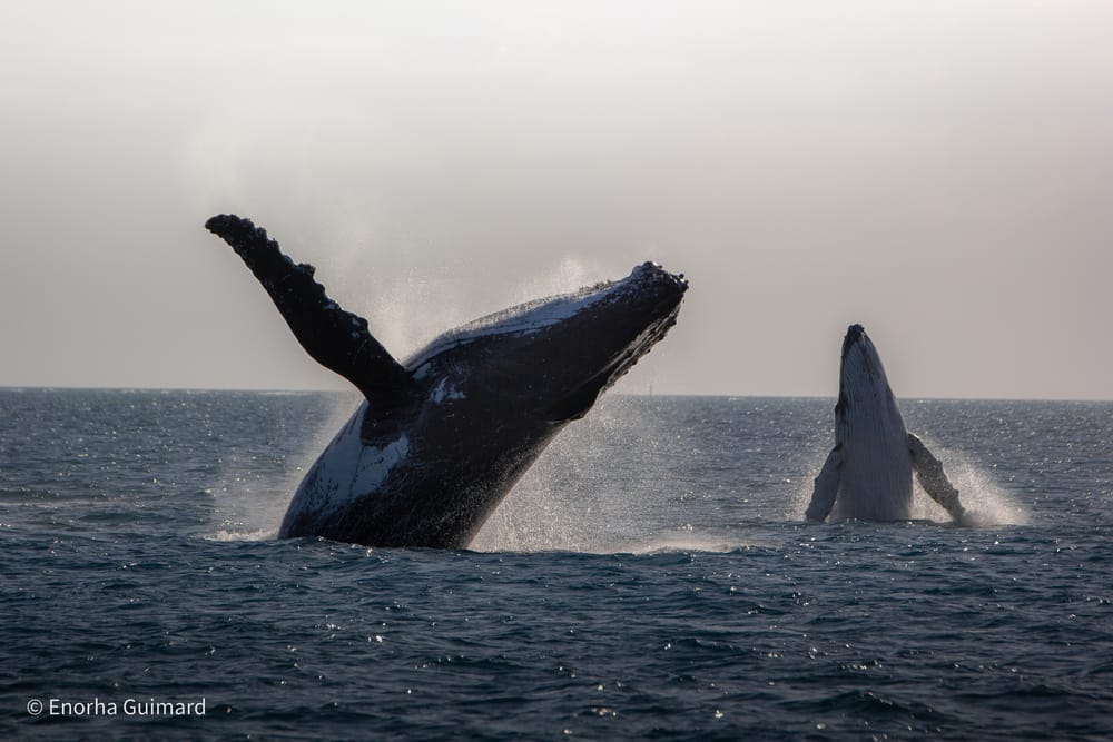A Marine Mili series: Let’s kick off whale season post image