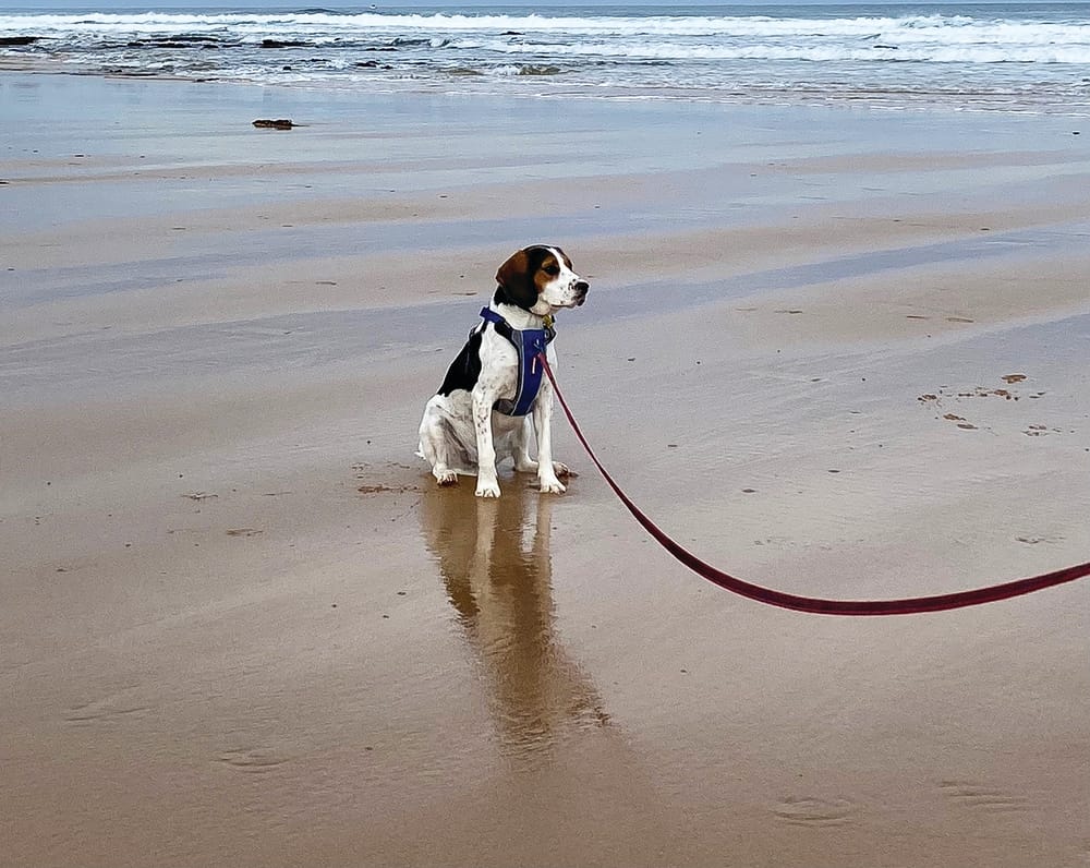 Dog owner education is key says shire post image