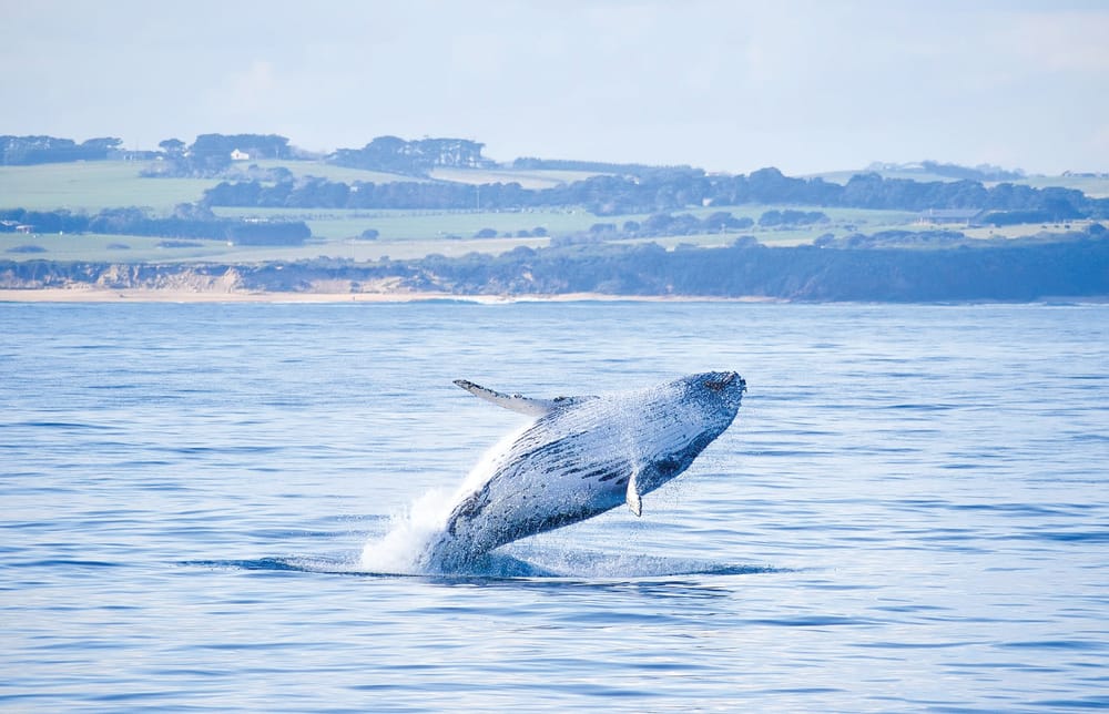 Have a whale of a time post image