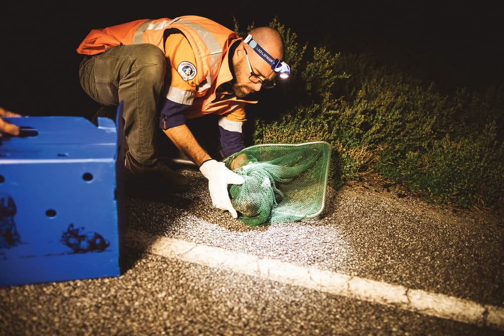Switch off for shearwater chicks post image