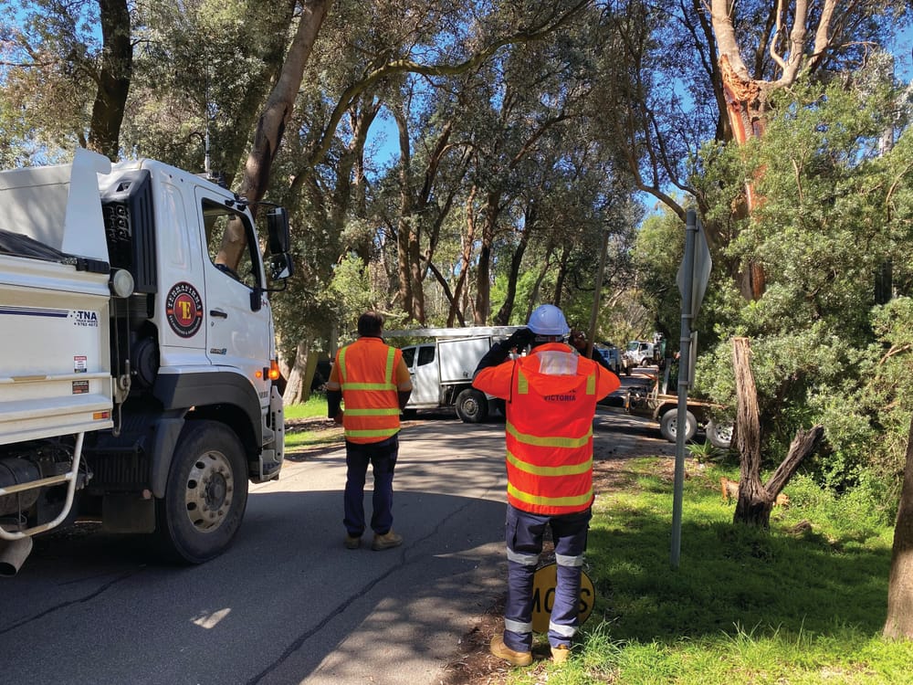 Traffic stopper in Silverleaves post image