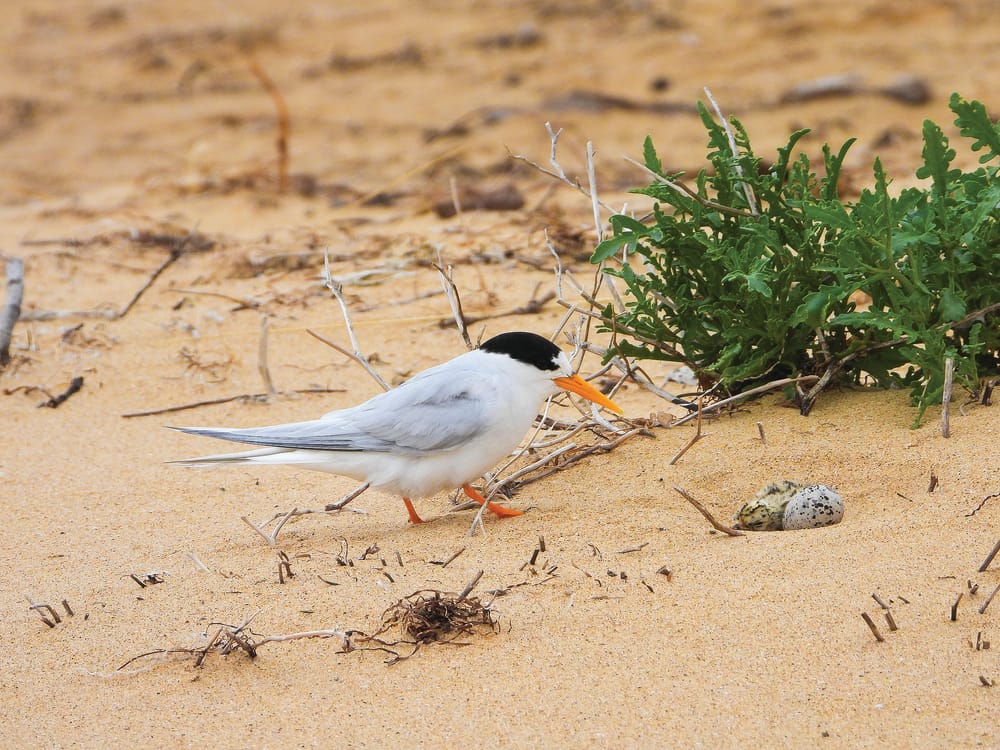 Funding for endangered Fairy Tern seabirds post image