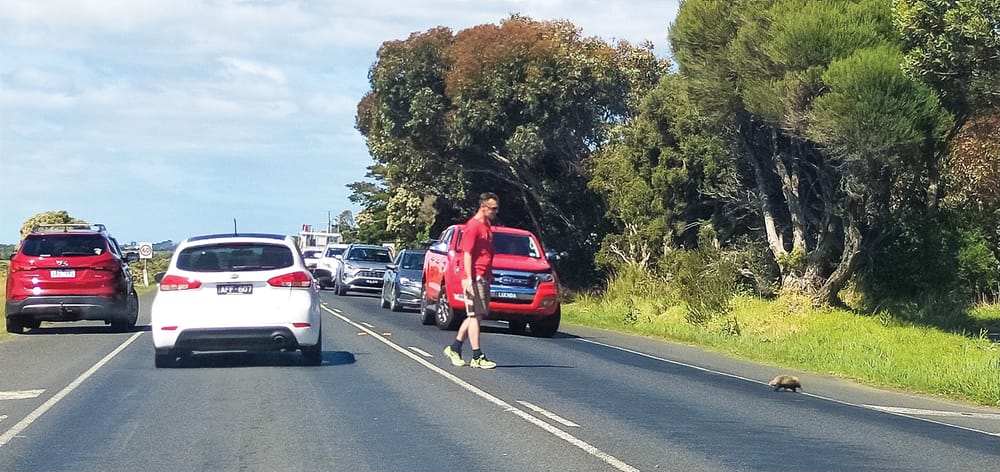 Wildlife hero post image