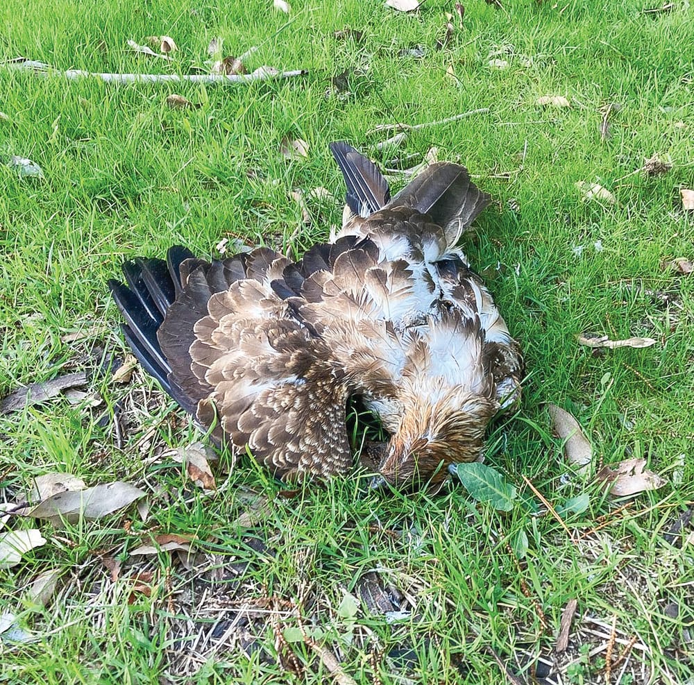 Warning on using rat poison post image