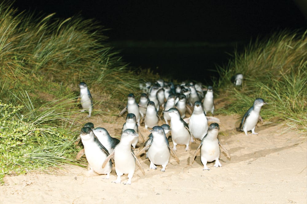 Penguins still attracting the crowds post image