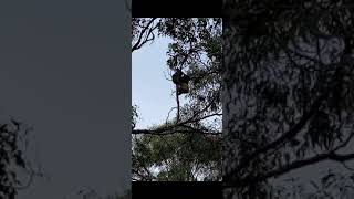 Island’s first koala joey born in the wild since 2007 post image