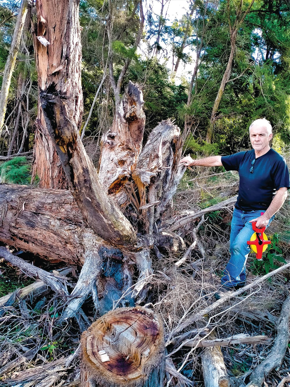 Investigation into sandmine tree removal post image