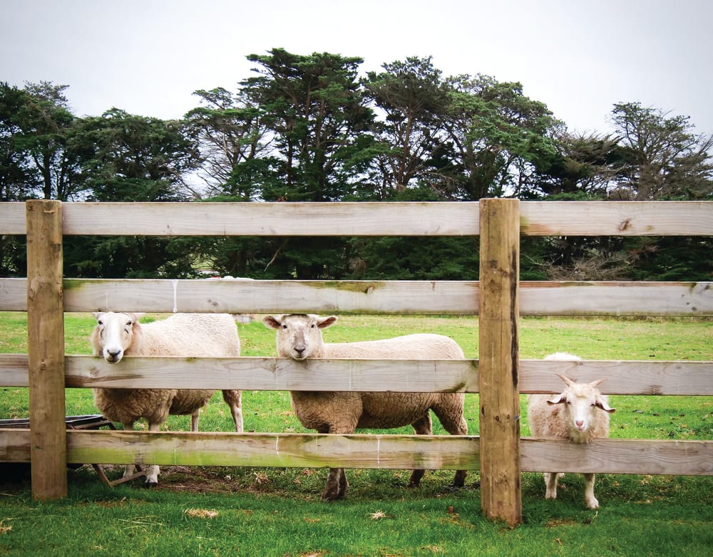 DAL hearings: Farmers say DAL is “overkill” post image