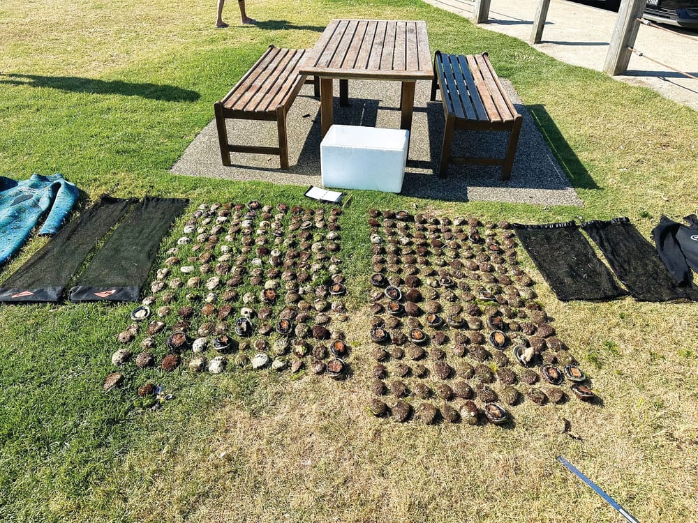 Illegal abalone haul on New Year’s Eve post image