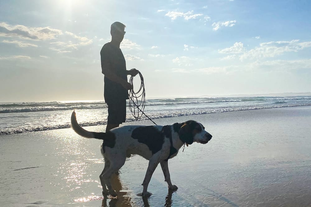 Summer dog fines post image