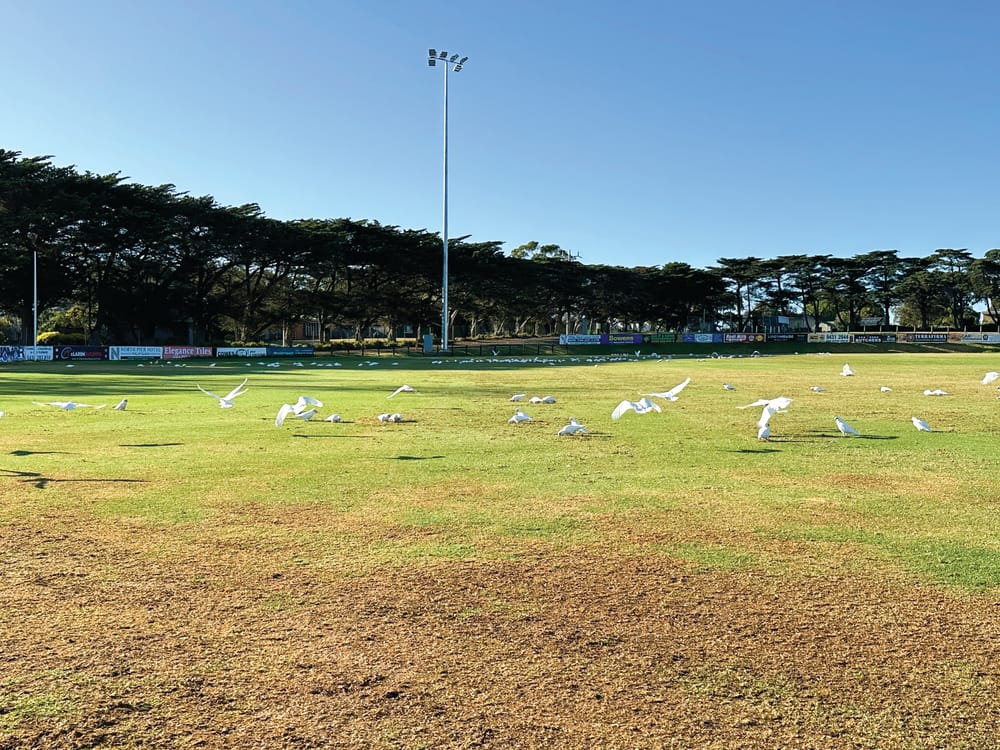 Birds devouring oval post image