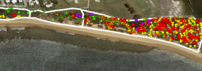 Weed mapping at Cape Woolamai post image