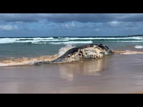 Not having a whale of a time post image