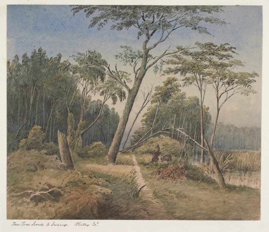 Wallabies: Plentiful on island, By Ruth Gooch post image