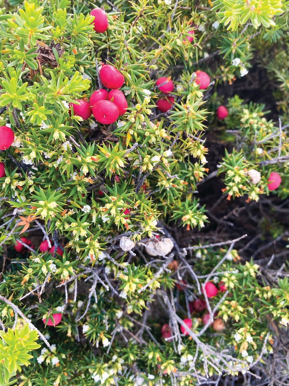 Threatened species focus for this year’s Environment Day post image
