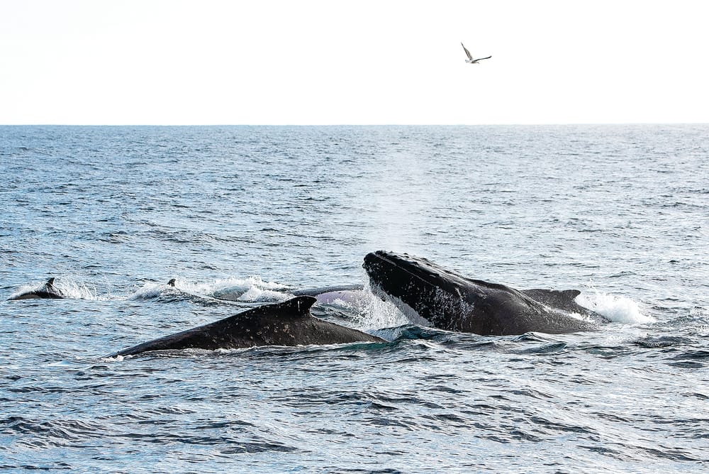 Island Whale Festival - Photo Gallery post image