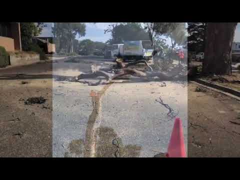 Trees felled, council 'didn't listen' post image