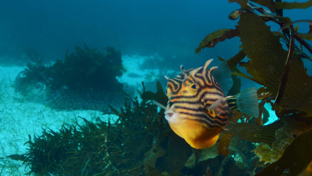 A Marine Mili series: A jewel of the ocean post image