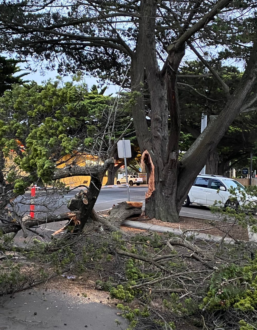 Close call with tree limb post image