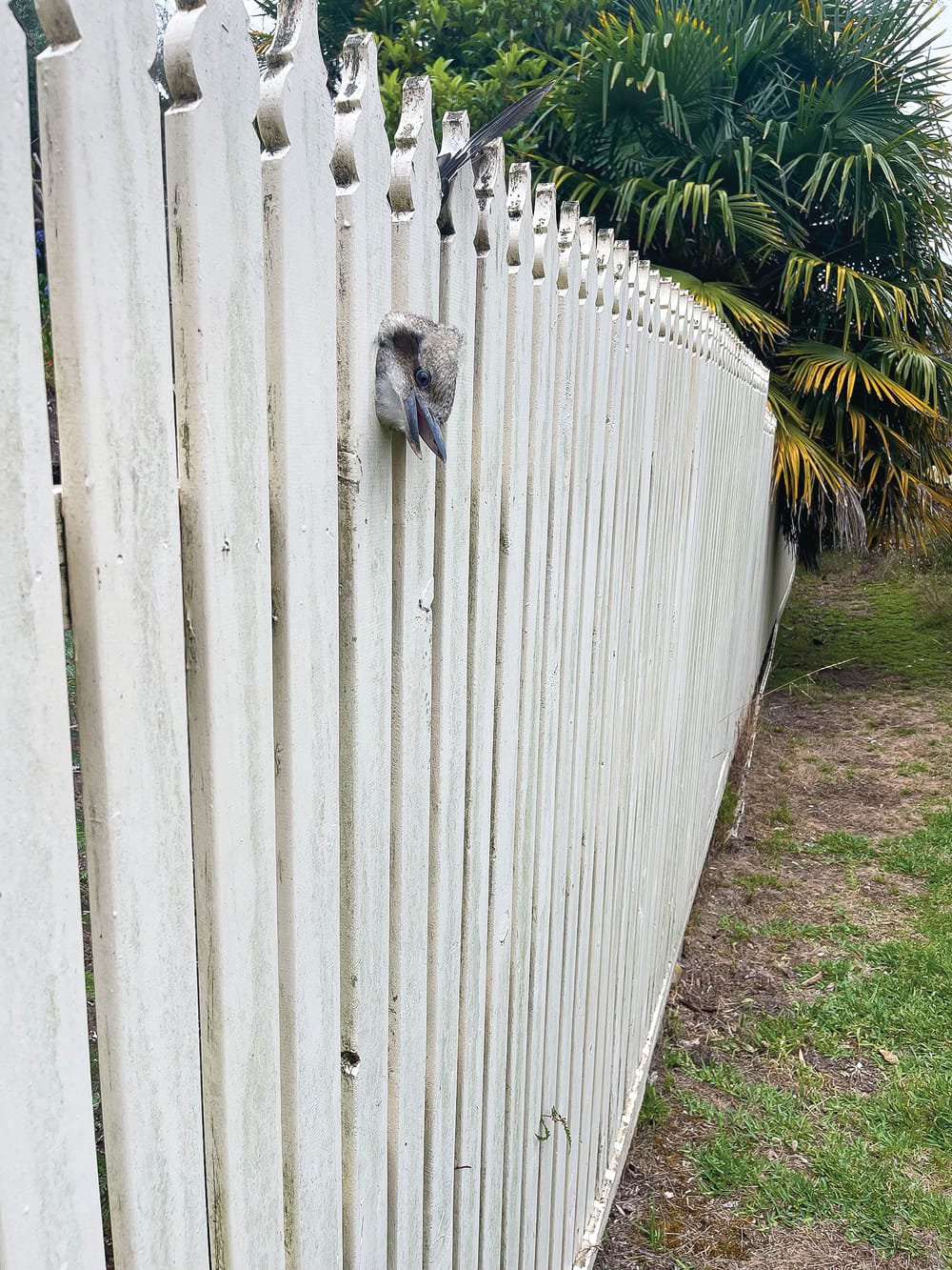 Golfer gets a birdie with a difference post image