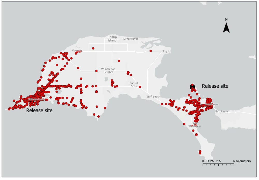 Cat disease killing bandicoots post image