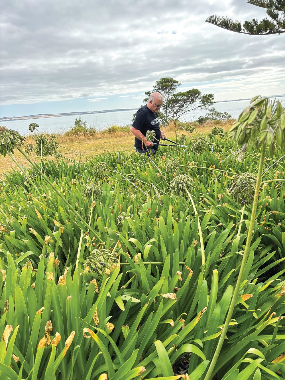 Deadhead your agapanthus post image