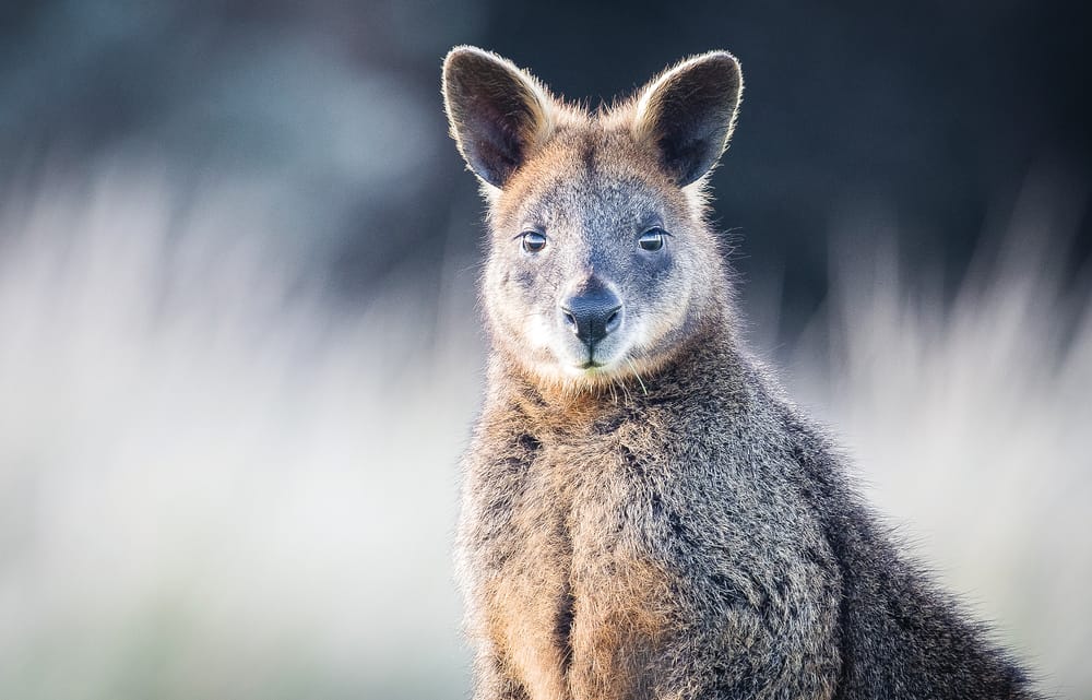 Wildlife Victoria sends emergency team to Phillip Island post image