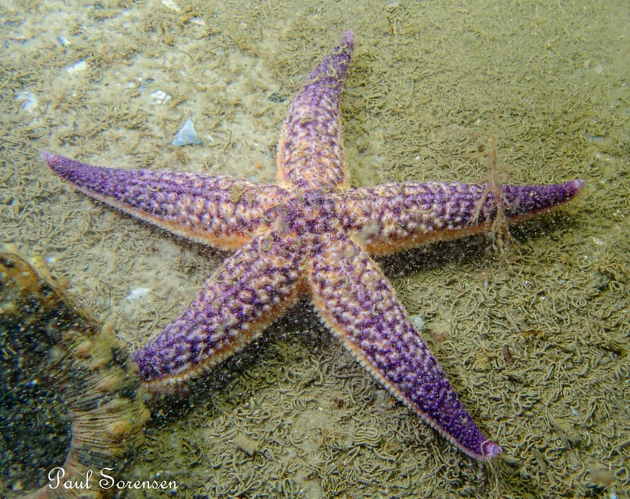 A Marine Mili series: When is a star not a good sign? post image
