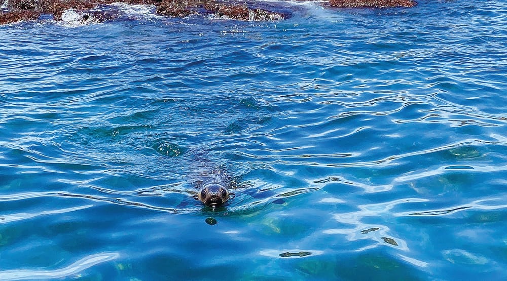 Snippets from The Island - Sounds like trouble post image