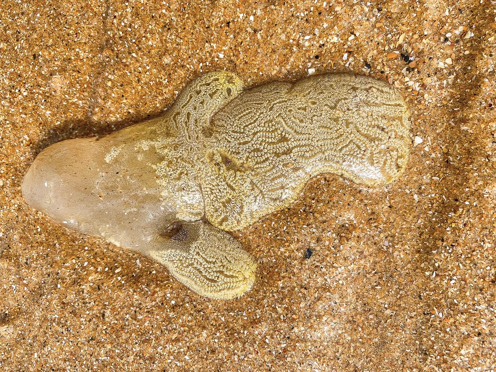 Another weird beach blob post image