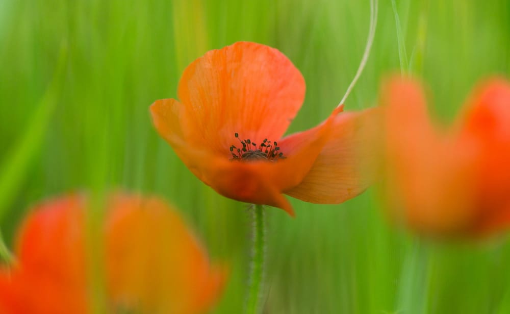 ANZAC Day events - Bass Coast remembers post image