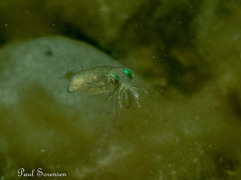 A Marine Mili series: A tiny squid! post image