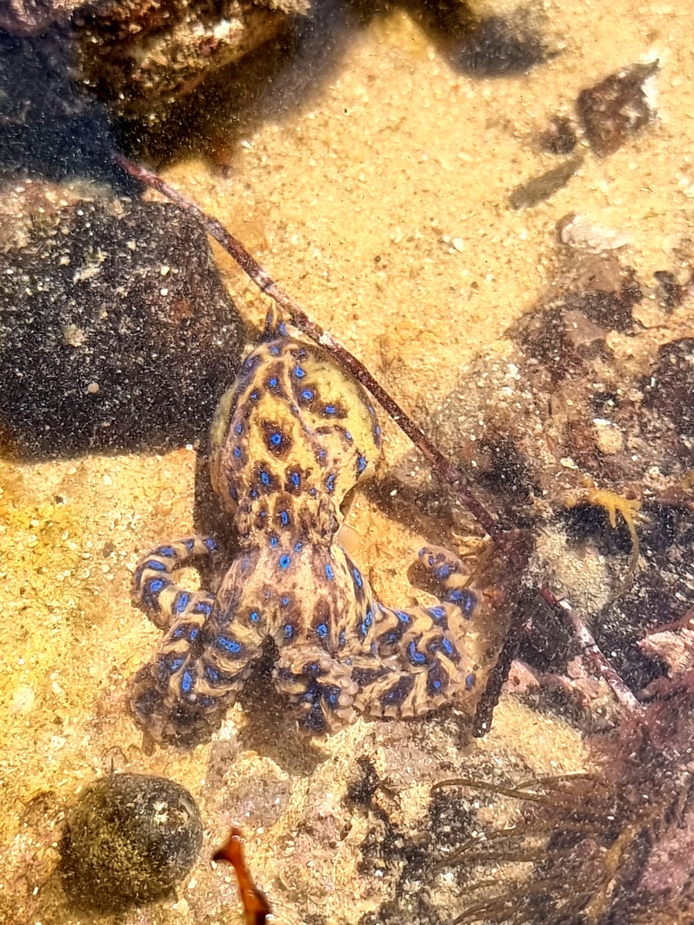 A Marine Mili series: Deadly, yet misunderstood post image