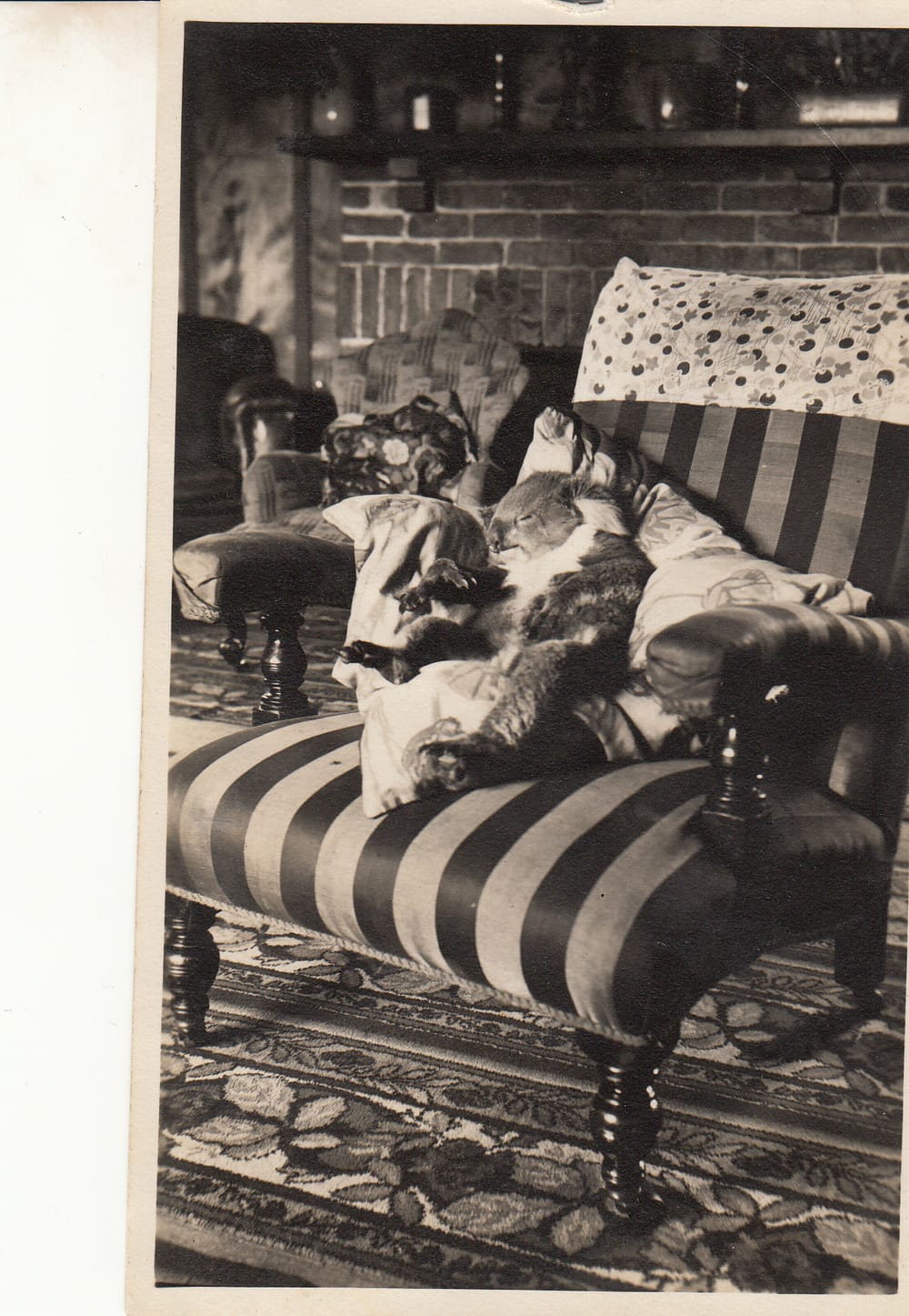 Edward: Australia’s most famous koala post image